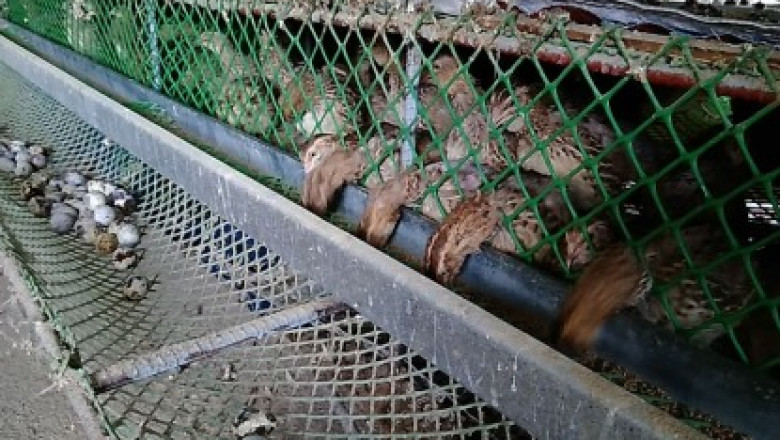 Davao City is still clear of bird flu