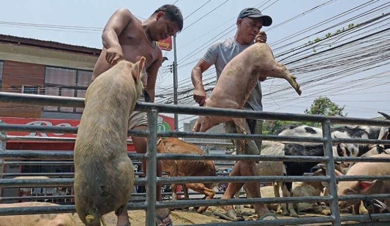 Looming Swine Disaster