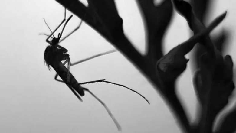 The Davao City Health Office is keeping an eye on the brgys. Ilang, Panacan for Chikungunya