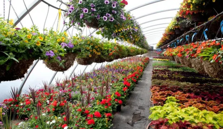 Floriculture pushes for increasing income through attractive plants in Davao